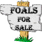 Foals For Sale