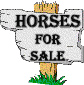 Horses for sale
