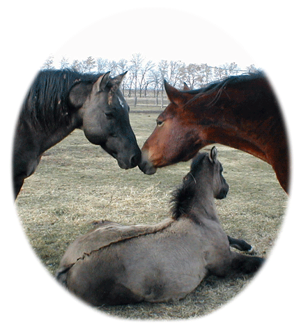 Quarter Horses